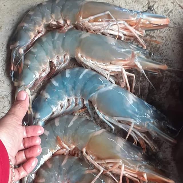 Seafood